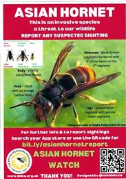 Asian Hornets in Kent